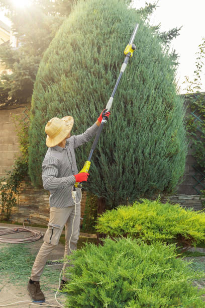 Palm Tree Trimming